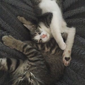 Meet your Posher, Gillian